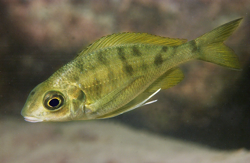 Ophthalmotilapia nasuta 'Isanga Bay'